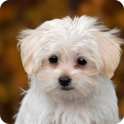 White Dog Wallpaper logo