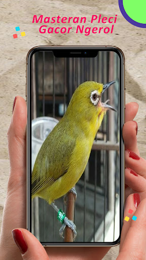 Masteran Selendang Biru Gacor