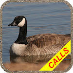 Cover Image of Download Goose hunting calls Pro. Water  APK