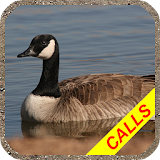 Goose hunting calls Pro. Waterfowl hunting decoy icon