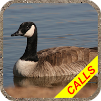 Goose hunting calls Pro. Water