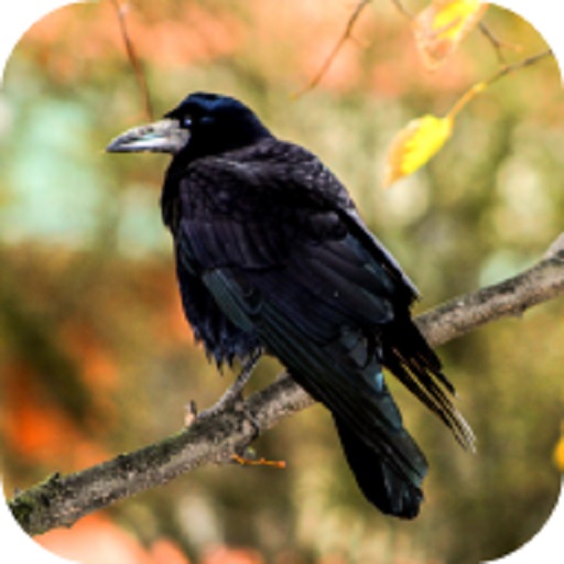 Crow Sounds logo