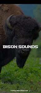 Bison sounds