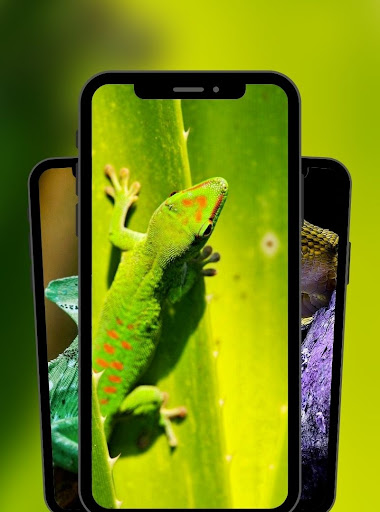 Gecko Lizard Reptile Wallpaper