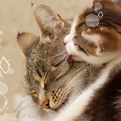 猫の親子の壁紙きせかえ　Smack！ logo