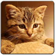 Kitty cute wallpapers  Icon