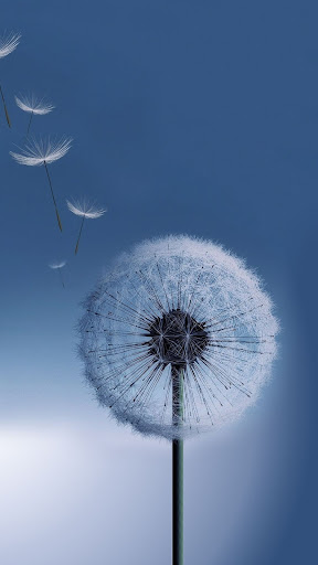 Dandelion Wallpapers Screen 2