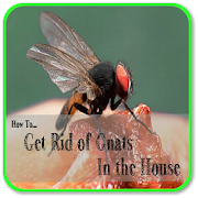 HOW TO GET RID OF GNATS