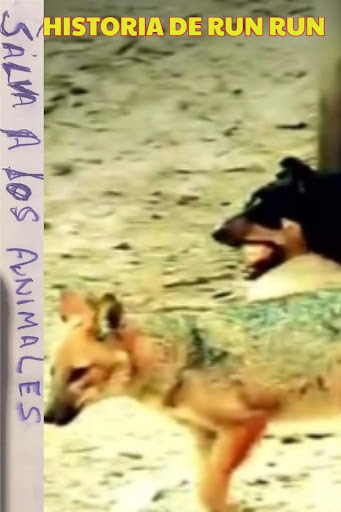 Run Run el Zorrito Screen 2