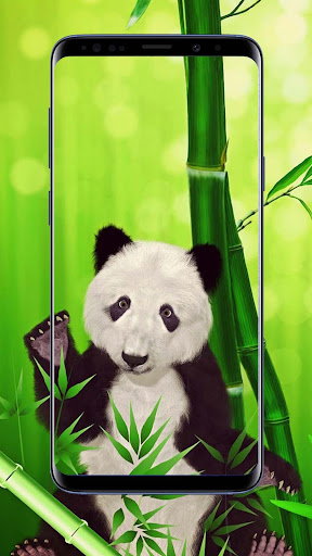 Panda Wallpapers