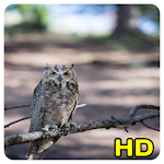 Cover Image of Download Owl Wallpaper 1.6 APK