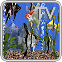 Angel Fish Aquarium TV Live