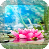 Magical Water Lotus LWP icon