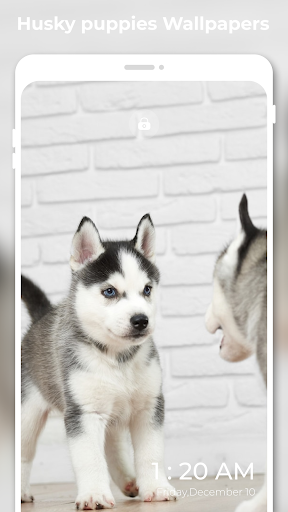 Husky Puppy Wallpapers 4K FHD