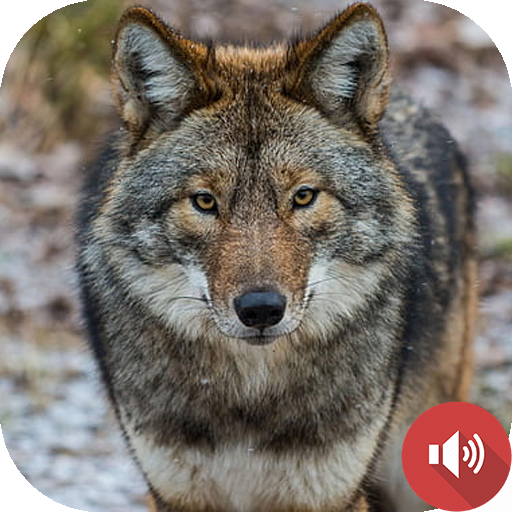 Coyote Sounds - Apps on Google Play