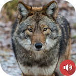 Cover Image of Baixar Coyote Sounds 1.0 APK