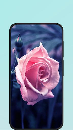 Android application rose wallpapers screenshort