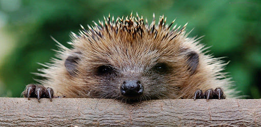 Hedgehog Web Browser