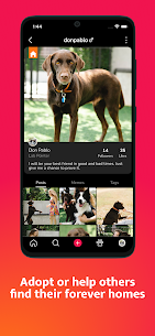 Petme: People and their pets 5