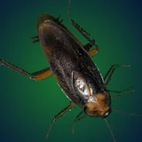 Pesky Cockroach icon