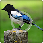 Cover Image of Download Magpie Bird Sounds Ringtone 7.0.0 APK