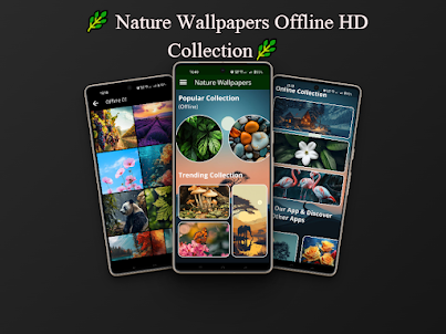 Beautiful Nature Wallpapers HD