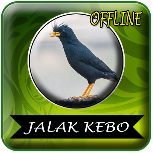 Jalak Kebo Kicau Mp3 Offline Apps En Google Play