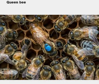 Bee Spotlight: Honey Bee Queen — Bee & Bloom