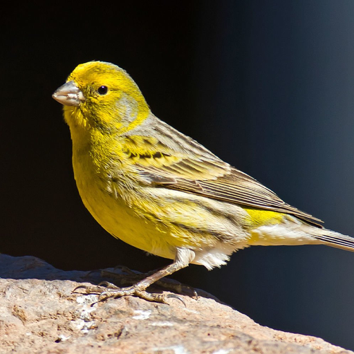 Canary Bird Sounds Download on Windows