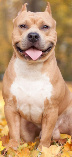 Pitbull Wallpaper 4k