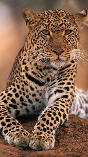 Jaguar Wallpapers Screen 3