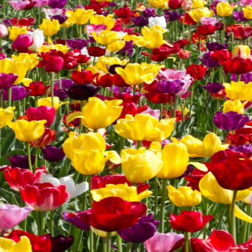 Flower Wallpaper Apps on Google Play