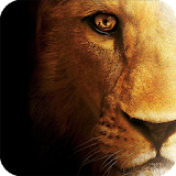 Eyes Lion Live Wallpaper icon