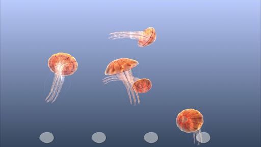 Jellyfish Chrysaora Screen 2