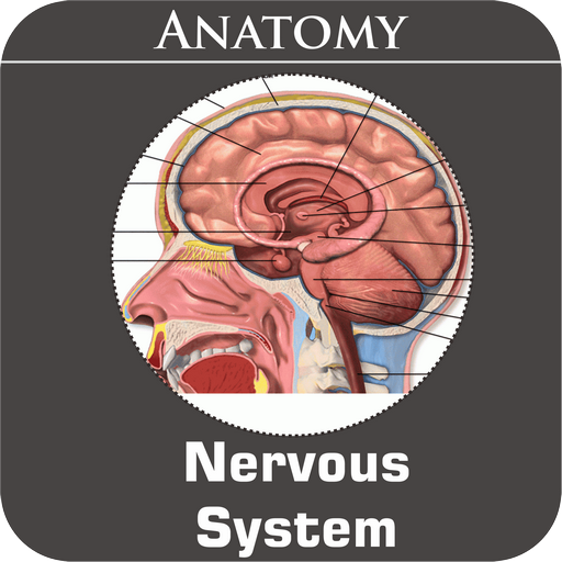 Nervous System  Icon