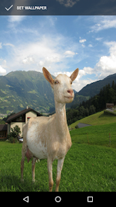 Cute Goat Wallpapers