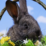 Best Rabbits Themes icon