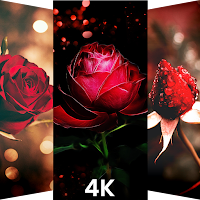  Rose Wallpaper 2021 4K HD - Rose Backgrounds 