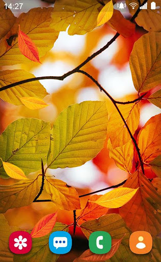 Android application Autumn Wallpapers Galler screenshort