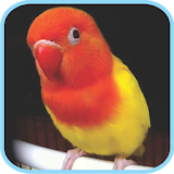 Masteran Kicau Burung LoveBird icon