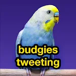 Cover Image of 下载 budgies tweeting  APK