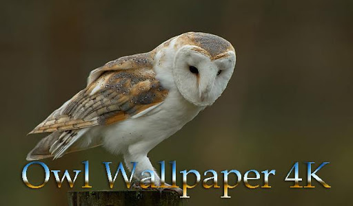 Owl Wallpaper 4K Screenshot 1 - AppWisp.com
