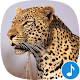 Appp.io - sons do leopardo Baixe no Windows