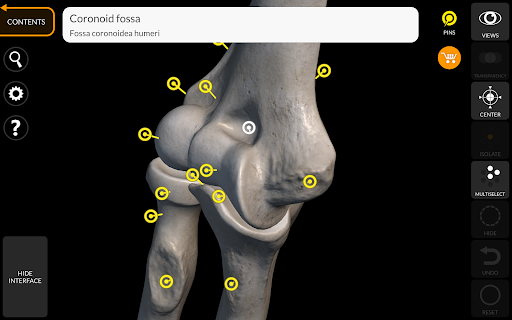 Screenshot of Skeleton | 3D Anatomy