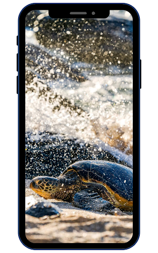 Android application Turtle Wallpapers screenshort
