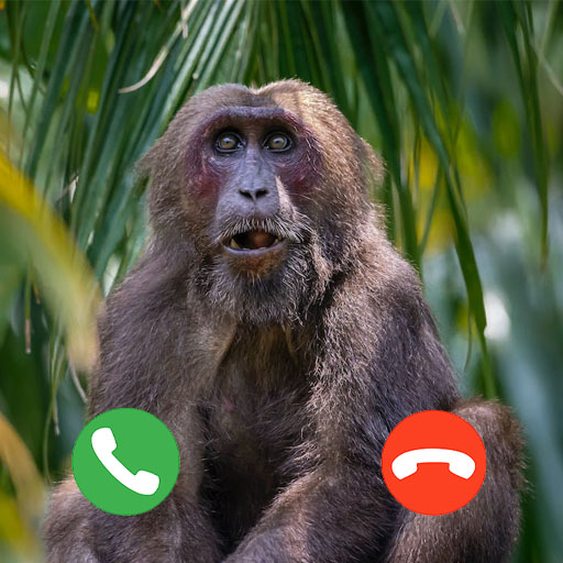 Call monkey on sale