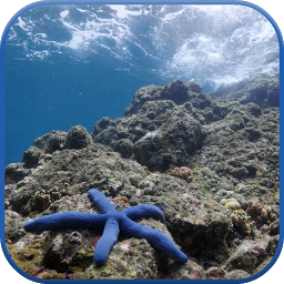 Gambar ikon Sea Star Underwater Wallpaper