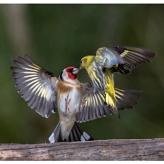 Goldfinch apk