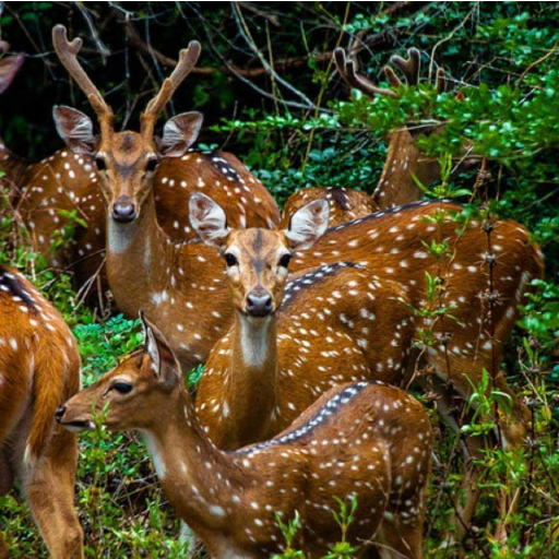 Deers Wallpapers HD Offline Download on Windows