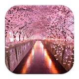 Sakura Wallpaper 4K icon